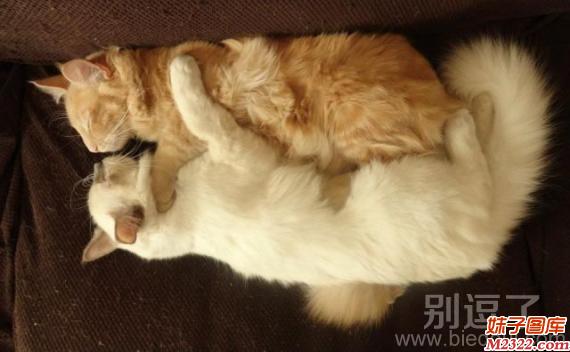 动物相亲相爱图片：哥哥抱着睡 妹妹爽歪歪!(WWW.m2322.com)
