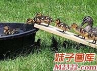 社会百态图片：排着队等着下锅的鸭子图片(WWW.m2322.com)