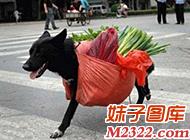 训练狗狗买菜的视频图片(WWW.m2322.com)