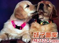 两只相亲相爱的情侣狗狗图片(WWW.m2322.com)