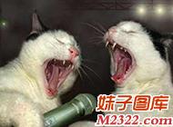 两只唱得很嗨的喵星人爆笑图片(WWW.m2322.com)