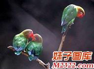 光天化日之下亲亲我我的，让单身的我怎么办(WWW.m2322.com)