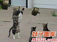 三只汪星人的故事: 举重还是大哥最在行(WWW.m2322.com)