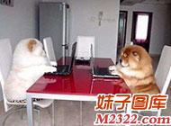 拼命赚钱养家的两只小家伙搞笑图片(WWW.m2322.com)