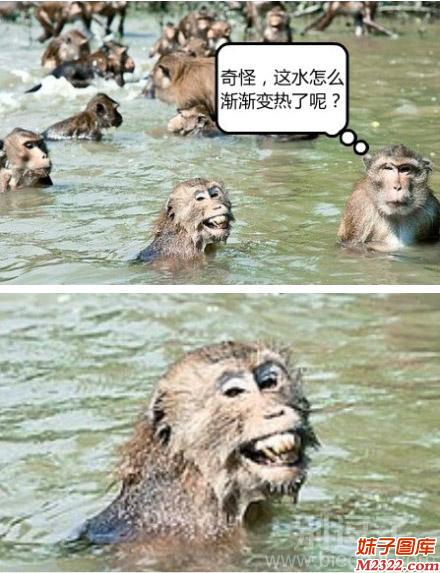 猴子惊讶，为什么这水越洗越热了呢？(WWW.m2322.com)