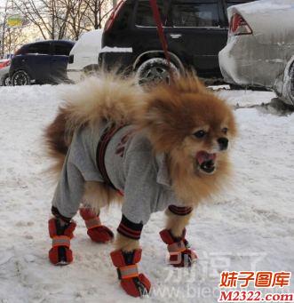穿上衣服鞋子的汪星人是多么的威风啊(WWW.m2322.com)