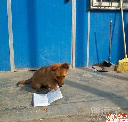 社会百态图：一只爱看书的狗狗图片大全(WWW.m2322.com)