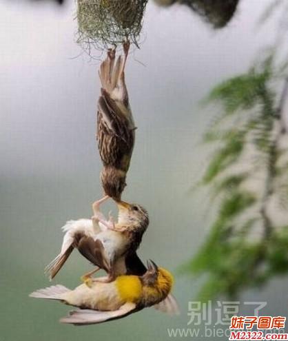 爸妈试图救起跌落的小宝宝瞬间图超感人(WWW.m2322.com)