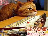 猫咪一脸心事的样子超可爱(WWW.m2322.com)