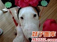 主人太坏了，我明明是阿哥，却要把我打扮成格格(WWW.m2322.com)