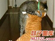 这年头喵星人都秀起恩爱来，让单身的我如何是好(WWW.m2322.com)