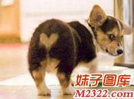 社会百态图片：屁股上自带爱心的汪星人(WWW.m2322.com)