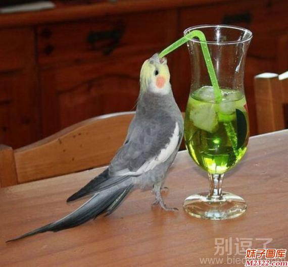 鸟类的进步性特征：乌鸦看到了一定乐坏了(WWW.m2322.com)