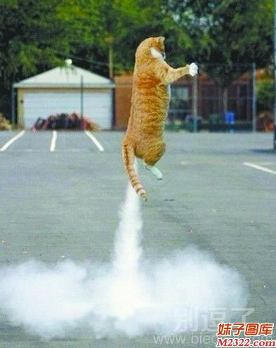 猫咪的屁威力这么大，竟能升天？(WWW.m2322.com)
