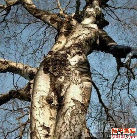 社会百态图片：一棵长得很有女性特征的树(WWW.m2322.com)