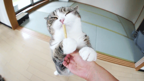 猫咪舔棒子的动作看上去有些邪恶图片(WWW.m2322.com)