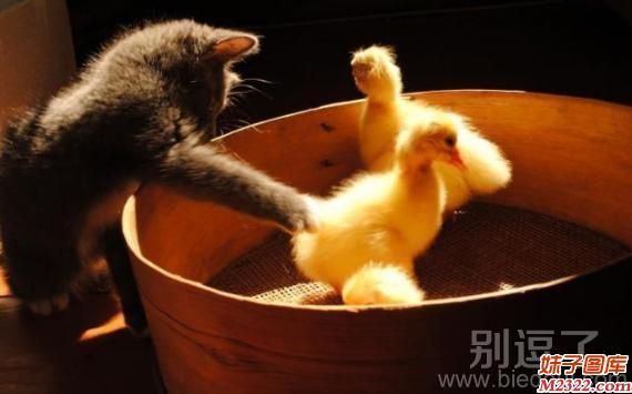 猫大哥又来调戏小黄鸭了(WWW.m2322.com)
