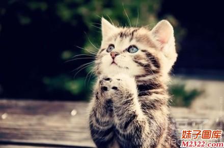 真诚的祈祷主人晚饭给我多吃些小鱼干(WWW.m2322.com)