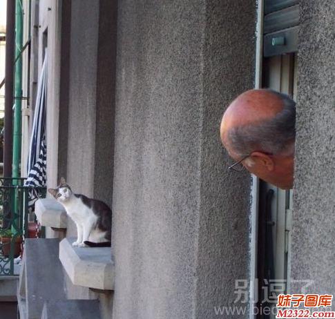 互相打招呼的猫咪和老头图片(WWW.m2322.com)