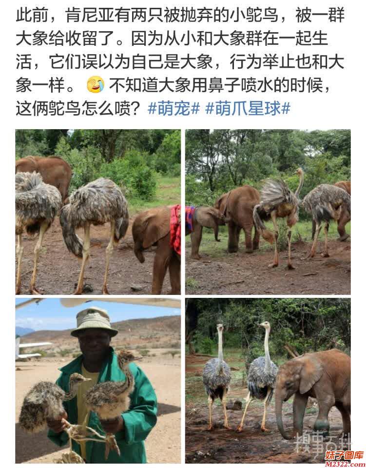 肯尼亚被抛弃的小鸵鸟被大象收留的故事(WWW.m2322.com)