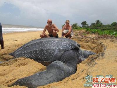 看样子这海龟没有万年也有千年了吧(WWW.m2322.com)