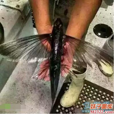 瞧，真的有飞鱼哦，能飞起来吗？(WWW.m2322.com)