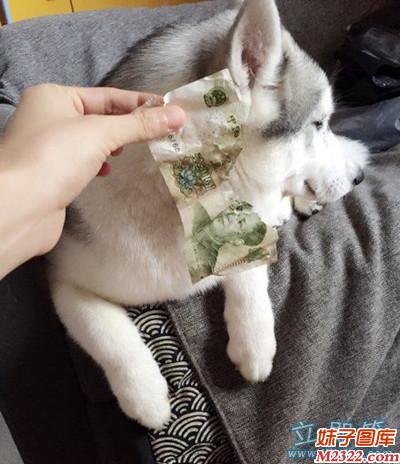 还好是1元，若是100元，主人有何感想(WWW.m2322.com)