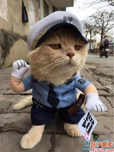 猫警长，别贴罚单，我马上就开走(WWW.m2322.com)