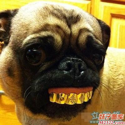 土豪家的狗都装上金牙齿了搞笑图片(WWW.m2322.com)
