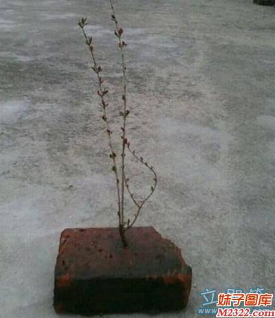 坚强的生命力图片好看，为生命点赞！(WWW.m2322.com)