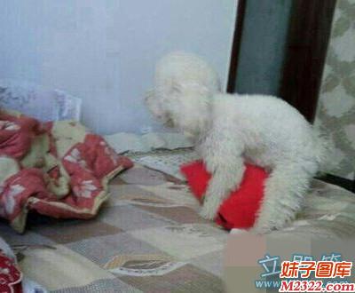 被汪星人占为已有的枕头内涵图片(WWW.m2322.com)