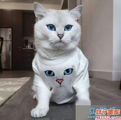 我是汪星人，我为自己代言!(WWW.m2322.com)