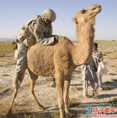 一看就是个外行人 有你这样骑骆驼的吗？(WWW.m2322.com)