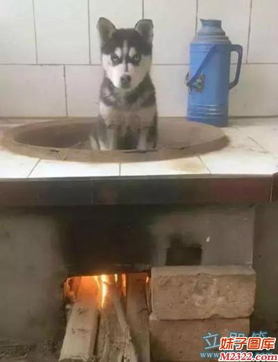 狗狗你就不怕把你煮来吃了吗？(WWW.m2322.com)