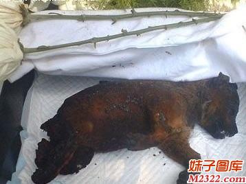 领导到农家乐吃狗肉 竟然上了盘烤全狗(WWW.m2322.com)