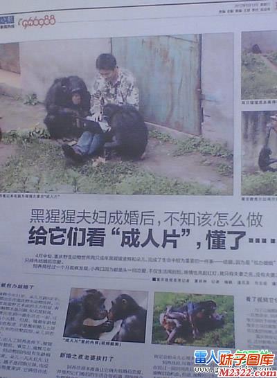 鹳狸猿给黑猩猩夫妇看H片后,终于懂得怎么做了(WWW.m2322.com)
