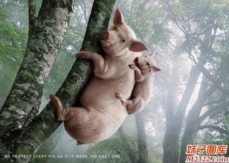 母猪背小猪上树搞笑图片 男人还是靠不住还得靠自己(WWW.m2322.com)