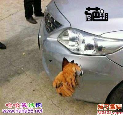 这是泡沫车吗？鸡没死，车却坏掉了！！(WWW.m2322.com)