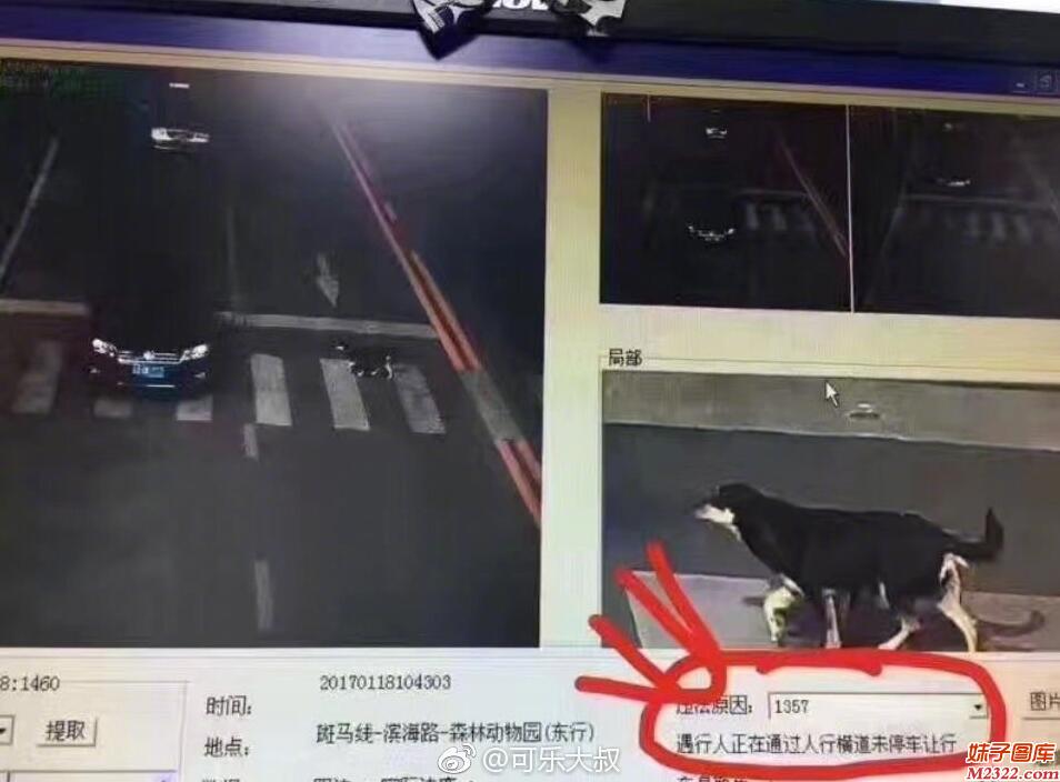 社会百态图片：尼玛这个违章竟是日了狗(WWW.m2322.com)