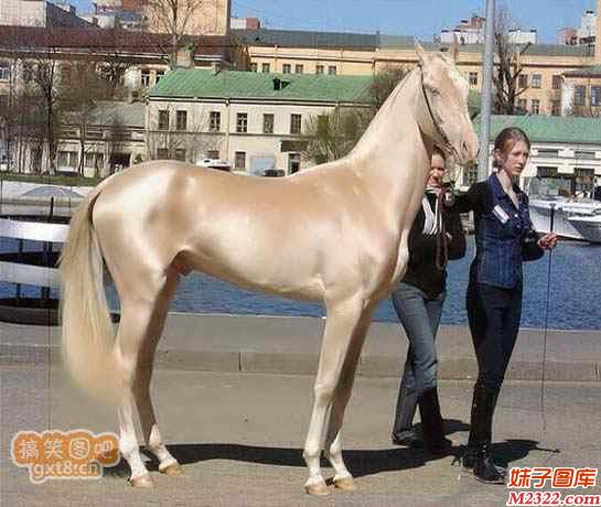 这匹马儿身体毛发细腻，据说价值几千万哦(WWW.m2322.com)