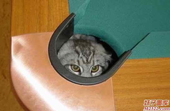 真正的躲猫猫就应该是这样的场景(WWW.m2322.com)
