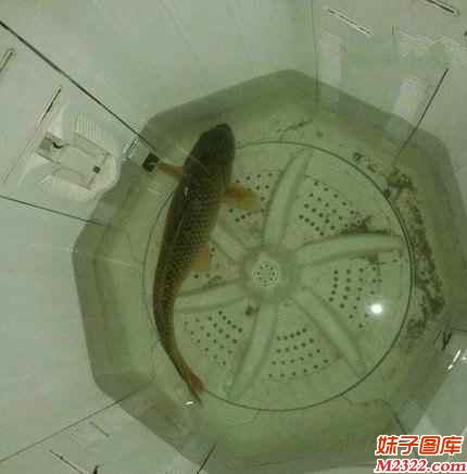 买了只鱼没地方养，只好牺牲洗衣机啦(WWW.m2322.com)