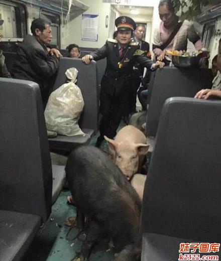 火车变猪圈啦，真不明白这肥猪怎么过的安检(WWW.m2322.com)