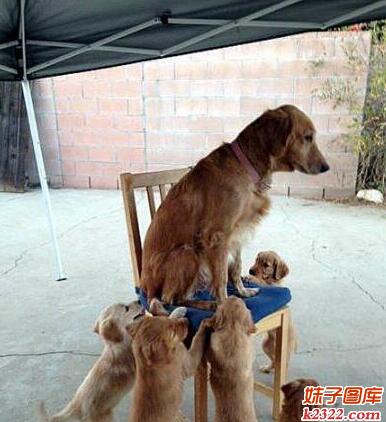 被一群孩儿吃奶吃怕了的汪星人(WWW.m2322.com)