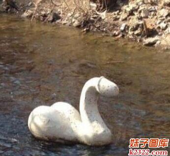前方游来一只白鹅，怎么看都有些邪恶？(WWW.m2322.com)