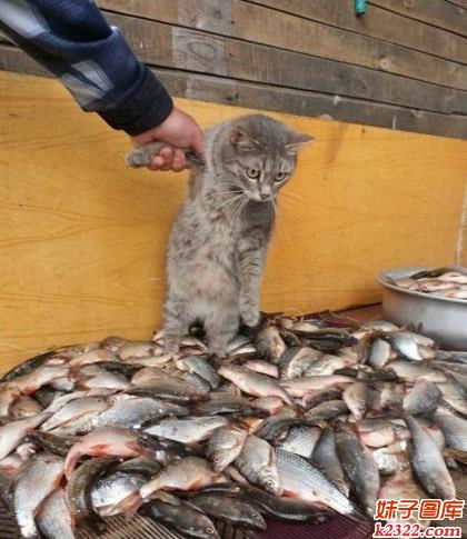 猫咪都看傻眼了，不知道选哪条鱼好！(WWW.m2322.com)