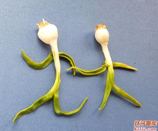 携手同行白头偕老的一对蒜夫妻(WWW.m2322.com)