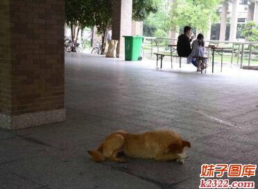 大学男女校园秀恩爱 单身狗表示看不下去(WWW.m2322.com)