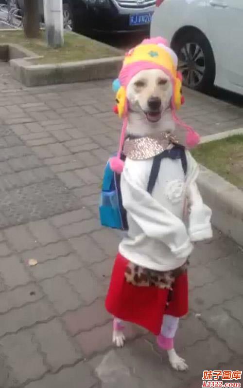 背着书包高高兴兴去上学的汪星人(WWW.m2322.com)