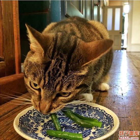 难道这是从四川来的不怕辣的猫咪吗？(WWW.m2322.com)